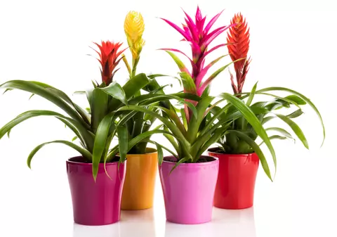 Vriesea -plantare și îngrijire. Curiozități despre aceste flori