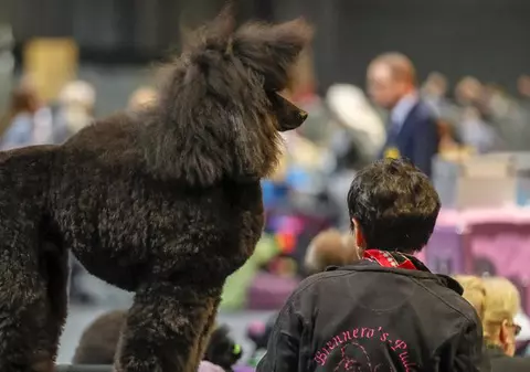 O nemțoaică și-a înscenat moartea, după ce a delapidat 1.000.000 de euro. Cum a trădat-o câinele ei