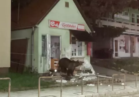 Mai mulți urși au invadat stațiunea Băile Tuşnad. Au devastat o pensiune şi un magazin