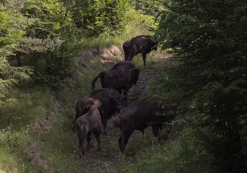 Șapte zimbri au fost aduși miercuri, din Germania, în Munții Țarcu. „În 20 de ani vom avea o populație 100% sălbatică”