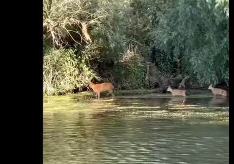 Imagini rare: Căprioară cu doi pui, surprinși în Delta Dunării