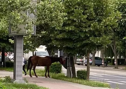 Ce amendă a primit un bărbat care și-a lăsat calul nesupravegheat în Focșani