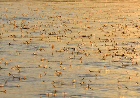 Efemeridele din Delta Dunării, insectele spectaculoase care trăiesc o zi. Când pot fi văzute