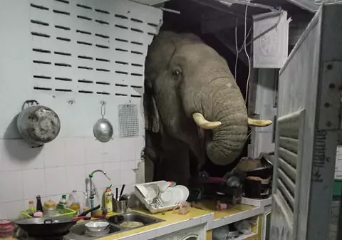 O femeie din Thailanda s-a trezit cu elefantul în bucătărie. Cum s-a desfășurat „vizita”