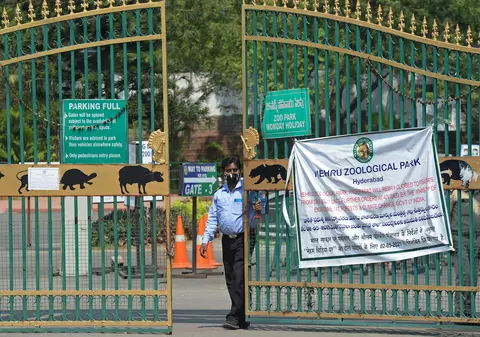 India închide rezervațiile de tigri pentru turiști după ce mai multe animale de la Zoo au fost testate pozitiv la Covid