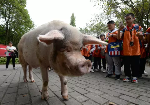 Porcul care a supraviețuit 36 de zile sub dărâmături, în 2008, a murit de bătrânețe, în China