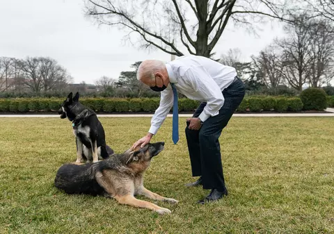 Champ, ciobănescul german al președintelui american Joe Biden, a murit. „Era adorat de întreaga familie”