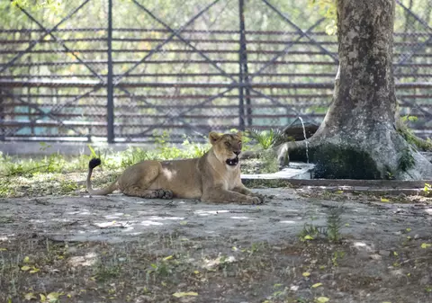O leoaică a murit de COVID-19 într-un parc zoologic din India. Alţi opt lei, testaţi pozitiv