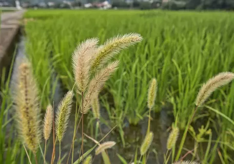 Mohorul: cum poate fi eliminată această buruiană din culturile agricole (PUBLICITATE)