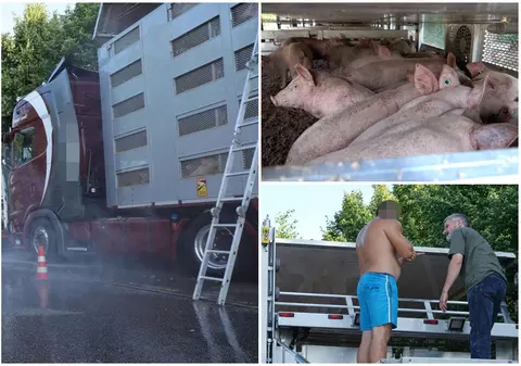 Șofer român de TIR cu 800 de porci aproape morți în camion, se grăbea să ajungă cu ei în România