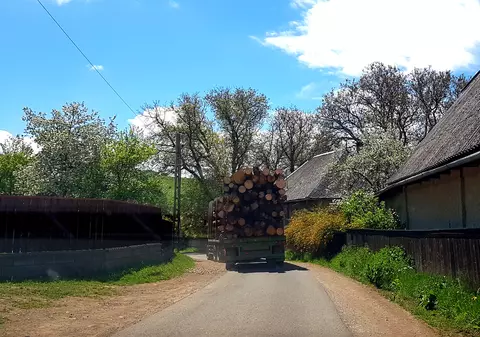 Agent Green anunță o victorie „istorică” împotriva furtului de lemne. Ce decizie a luat instanța de judecată