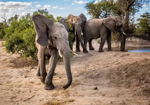 Distrugerile provocate de o turmă de elefanți scăpată dintr-o rezervație. Pagubele ajung la 1 milion de dolari