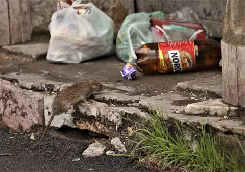 Un tânăr a fost mușcat de șobolan, pe o stradă din centrul Bucureștiului. Reacția Primăriei Capitalei