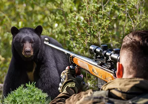 Peste 1.500  de urși au fost uciși în baza derogărilor date de Ministerul Mediului, în ultimii 10 ani