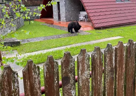 Urs filmat în curtea unei case din Sinaia