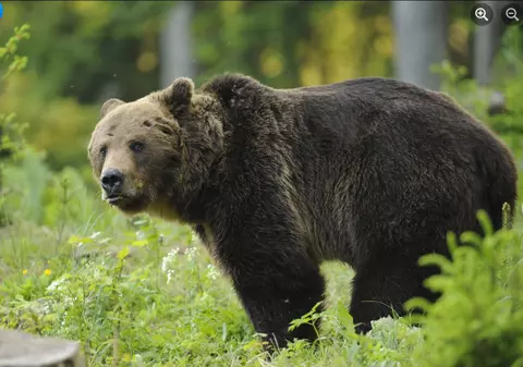 Un bărbat atacat de urs în Harghita a ajuns la spital cu răni grave