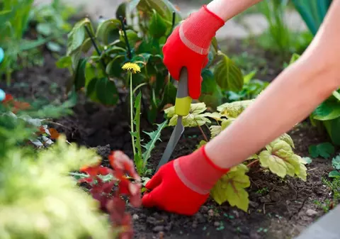 Cum să folosești oțetul sau mălaiul ca să scapi de buruienile din grădină. Trucuri eficiente, mai puțin cunoscute