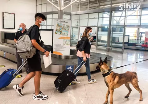 Câini care depistează COVID-19, folosiți pentru prima dată în România, la aeroportul din Sibiu