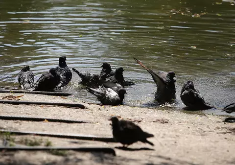 Barcelona are o nouă „armă” în lupta cu porumbeii: vulturi și șoimi. Păsările de pradă patrulează în zona stadionului Camp Nou