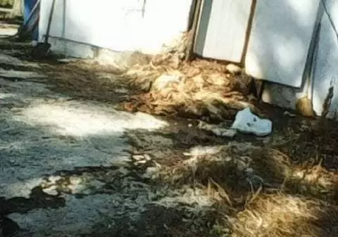 Focar de infecție din cauza unor pui morți la o fermă din Gorj. Garda de Mediu face verificări