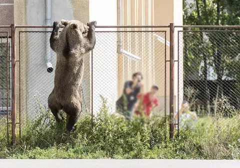 „Am crezut că voi muri. Tot ce îmi doream era ca soția să scape cu viață”. Opt oameni și-au povestit în instanță viețile distruse de urși