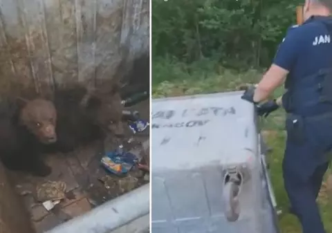 Doi pui de urs, salvați de jandarmi, după ce au rămas blocați într-un tomberon din Poiana Brașov