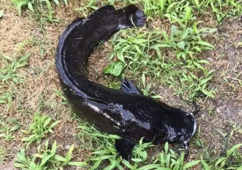 Alarmă în Deltă, după ce specialiștii au identificat o specie agresivă de pește: „O problemă gravă”
