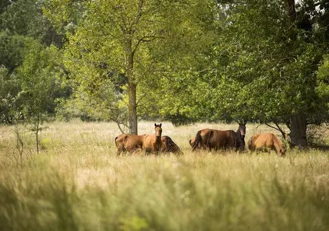 Pădurea Letea - cea mai veche rezervație naturală. Ce activități poți face, unde se află și ce obiective turistice sunt în zonă