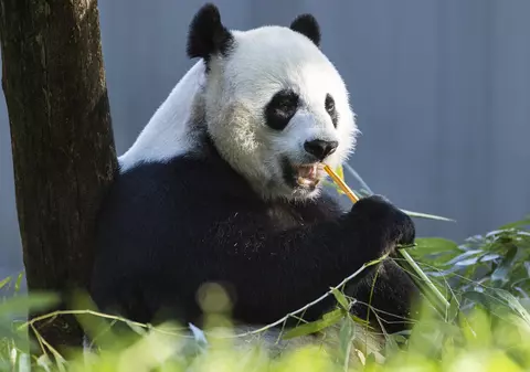 Ursul panda uriaș, eliminat de pe lista animalelor aflate pe cale de dispariție