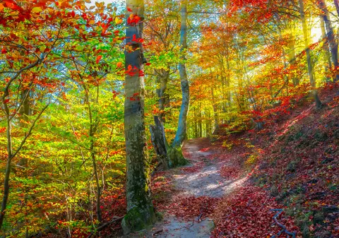 Parcul National Cozia - locul impresionant din România. Cum ajungi și ce activități poți face