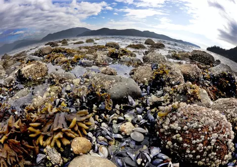 Un miliard de animale marine, ucise de valul de caniculă din Canada. Scoicile au fiert, la propriu, pe plajă