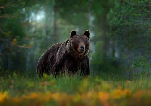 Ursul care a omorât un tânăr în Suceava va fi ucis. Anunțul, făcut de ministrul mediului