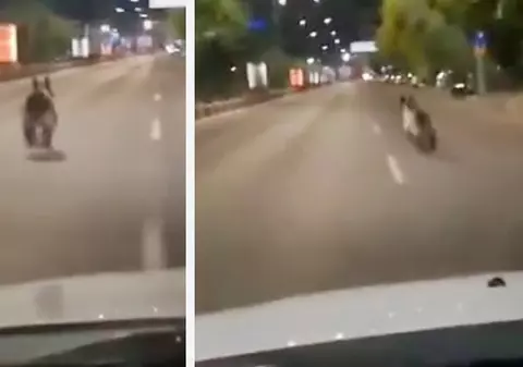 Imagini incredibile din centrul Brașovului: un urs, filmat în timp ce alerga pe mijlocul șoselei