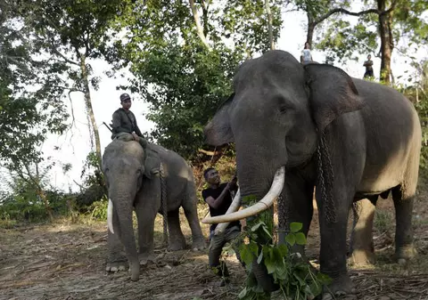 Elefant pe cale de dispariție găsit decapitat în Indonezia. Autorii sunt traficanții de fildeș