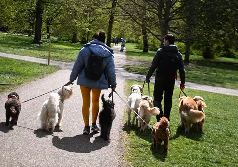 Soluția găsită de Tel Aviv pentru a păstra orașul curat: Proprietarii de câini, obligați să ofere mostre din ADN-ul animalului