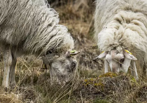 Condamnare primită de un fermier din Noua Zeeelandă care a maltratat sute de oi
