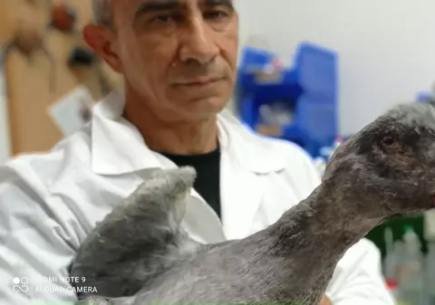 Efectul incendiilor de vegetație din Grecia: „Atenienii adună berze moarte de pe peluzele lor”