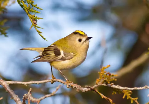 Privitul și ascultatul păsărilor îmbunătățesc sănătatea mintală și pot ameliora depresia - studiu