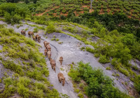 150.000 de oameni, evacuați din calea „elefanților călători”. Animalele se întorc acasă după 17 luni