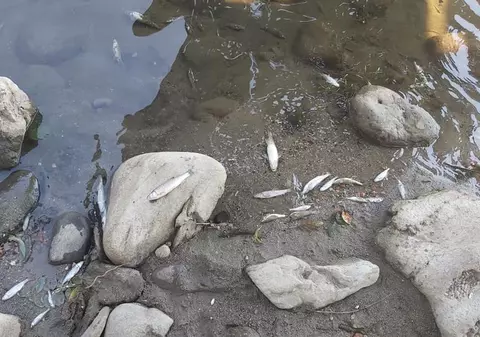 Sute de pești au murit pe Jiul de Vest, în județul Hunedoara. Cazul a intrat în atenția autorităților