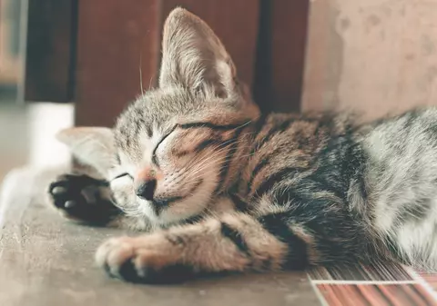 Cum îmbunătățești sistemul imunitar al pisicii tale