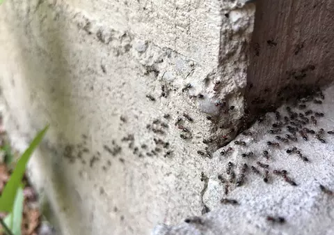 Cum folosești oțetul pentru a scăpa de furnici. Sfatul foarte important de care să ții cont