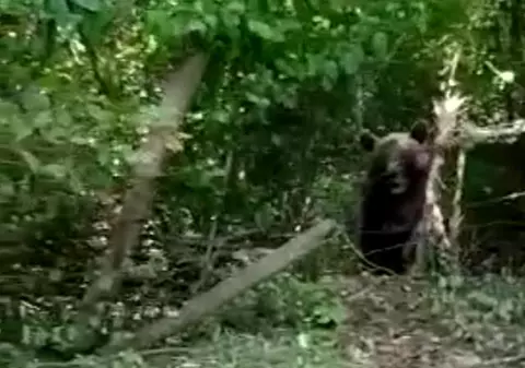 Ursul blocat în gard, în Neamț, eliberat cu clești de sârmă. „Dacă mai rămânea câteva minute, murea”