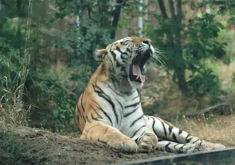 O îngrijitoare la un parc safari din Chile a fost ucisă de un tigru. „Calvarul femeii a fost scurt”