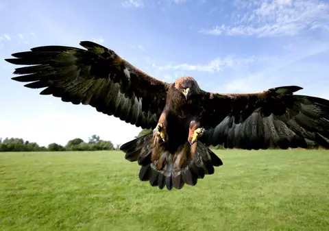 Acvila de munte - lucruri uimitoare și mai puțin știute despre această pasăre impresionantă