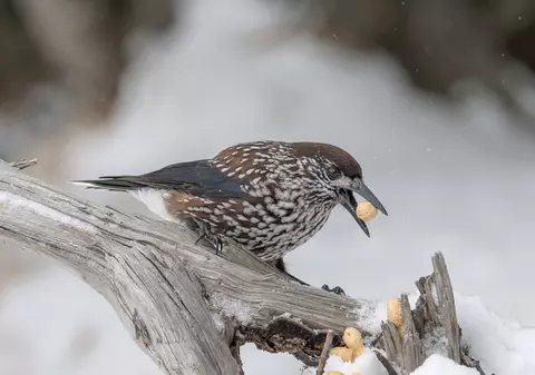 Alunar - lucruri interesante și mai puțin știute despre această pasăre