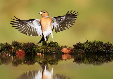 Cinteza - curiozități și lucruri uimitoare despre această pasăre