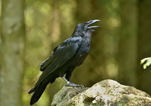 Corbul - curiozități, legende și superstiții despre această pasăre