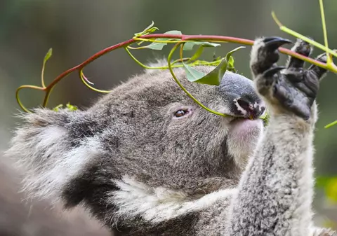 Australia a pierdut aproape 30% din populația de urși koala în 3 ani. „Declinul e dramatic. Trebuie să luăm măsuri”