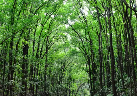 Cel puțin o treime dintre speciile de copaci din întreaga lume, amenințate cu dispariția. Ce înseamnă asta pentru viața pe Terra